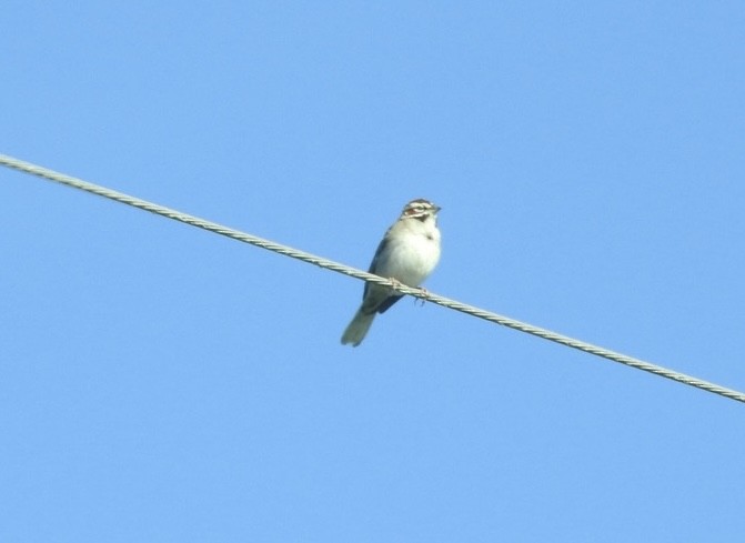 Lark Sparrow - ML618760684