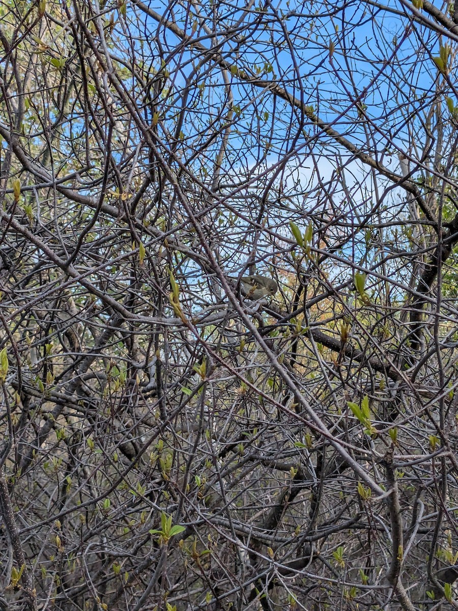 Ruby-crowned Kinglet - Raymond Belhumeur