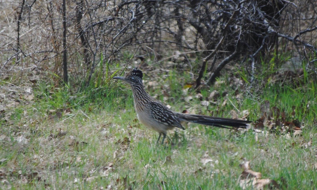 Greater Roadrunner - ML618760721