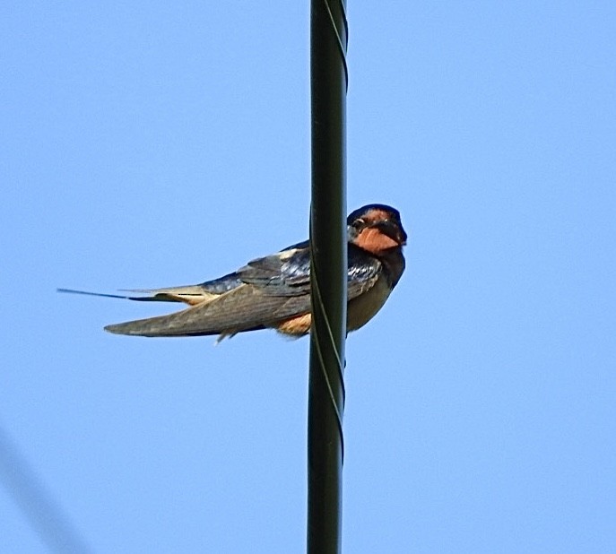 Barn Swallow - ML618760750