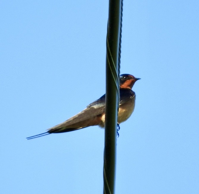 Barn Swallow - ML618760751