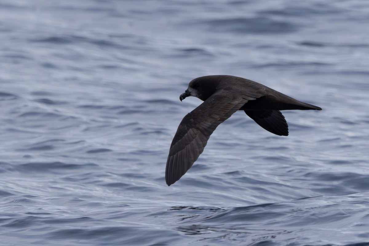 Gray-faced Petrel - ML618760774