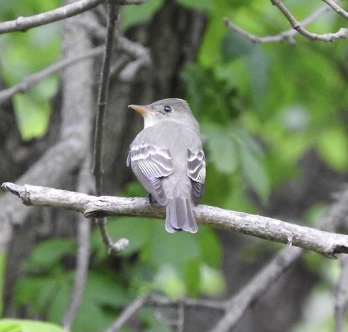 Eastern Wood-Pewee - ML618760863