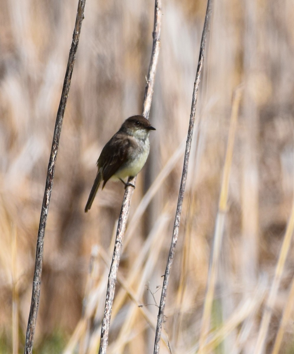 Eastern Phoebe - ML618760866