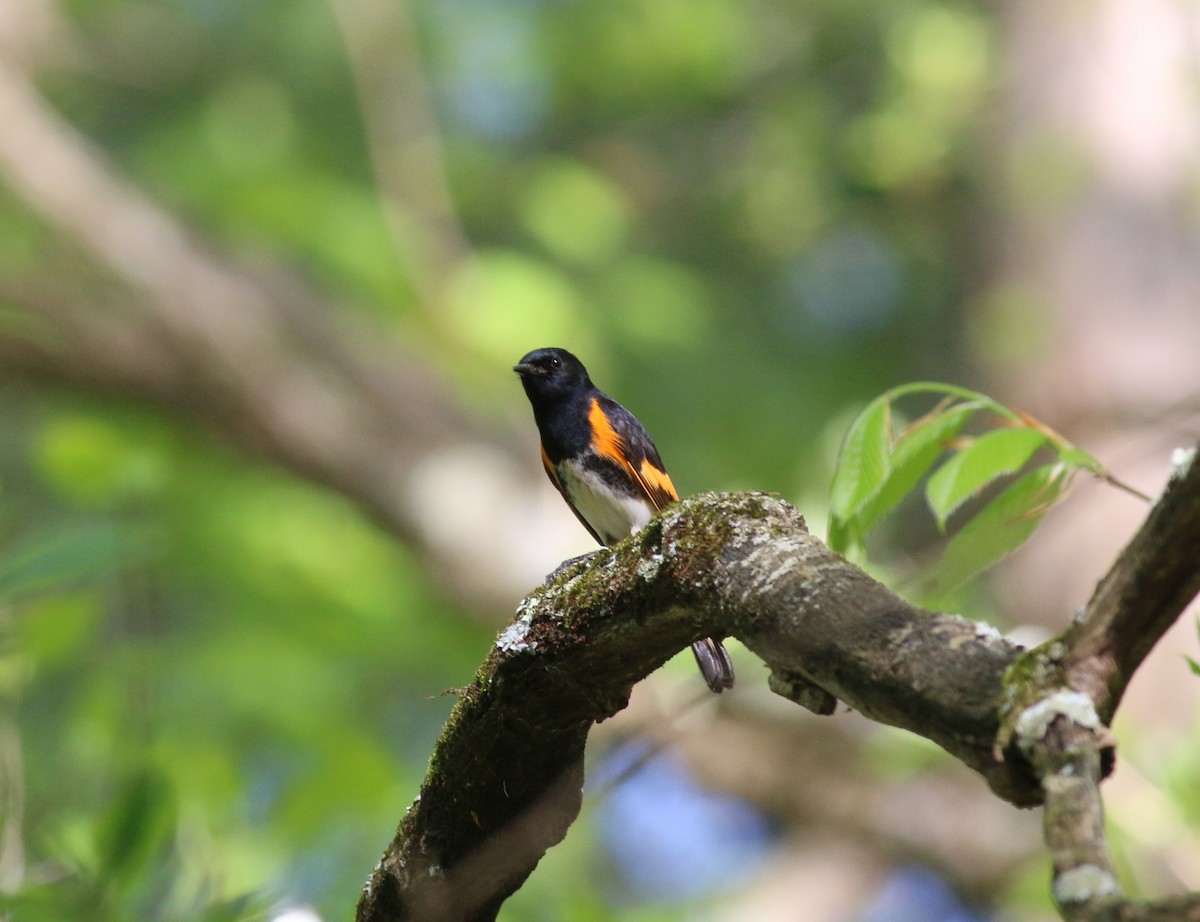 American Redstart - ML618760872