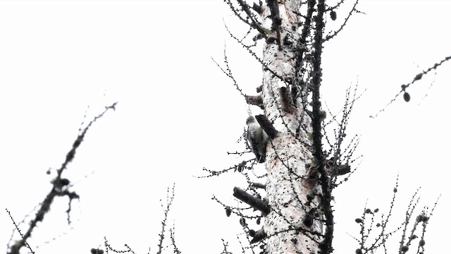 American Three-toed Woodpecker (Rocky Mts.) - ML618760901