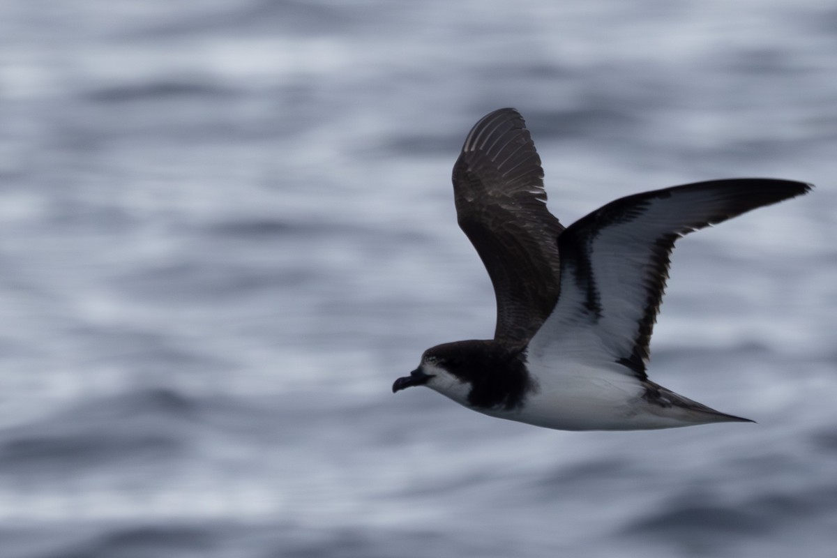 Gould's Petrel - ML618760906