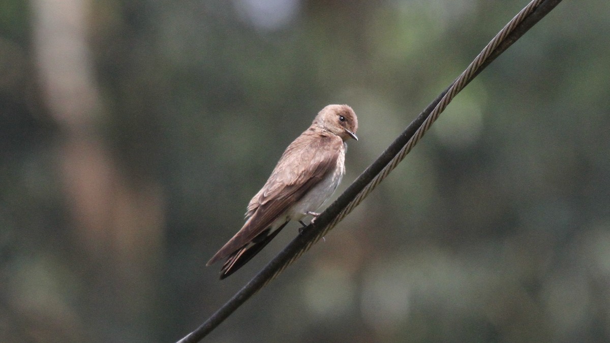 Northern Rough-winged Swallow - Xiomara Holmbaeck