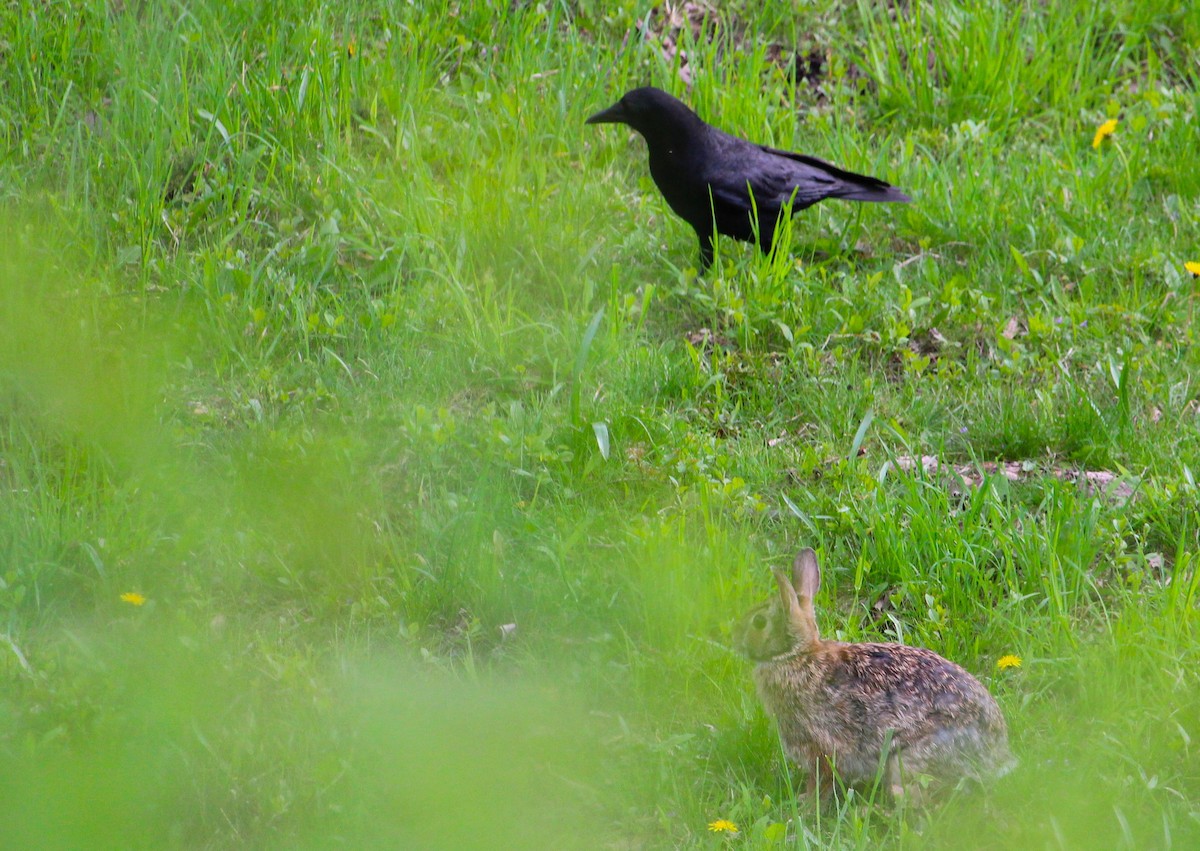 American Crow - Hilary Dickson