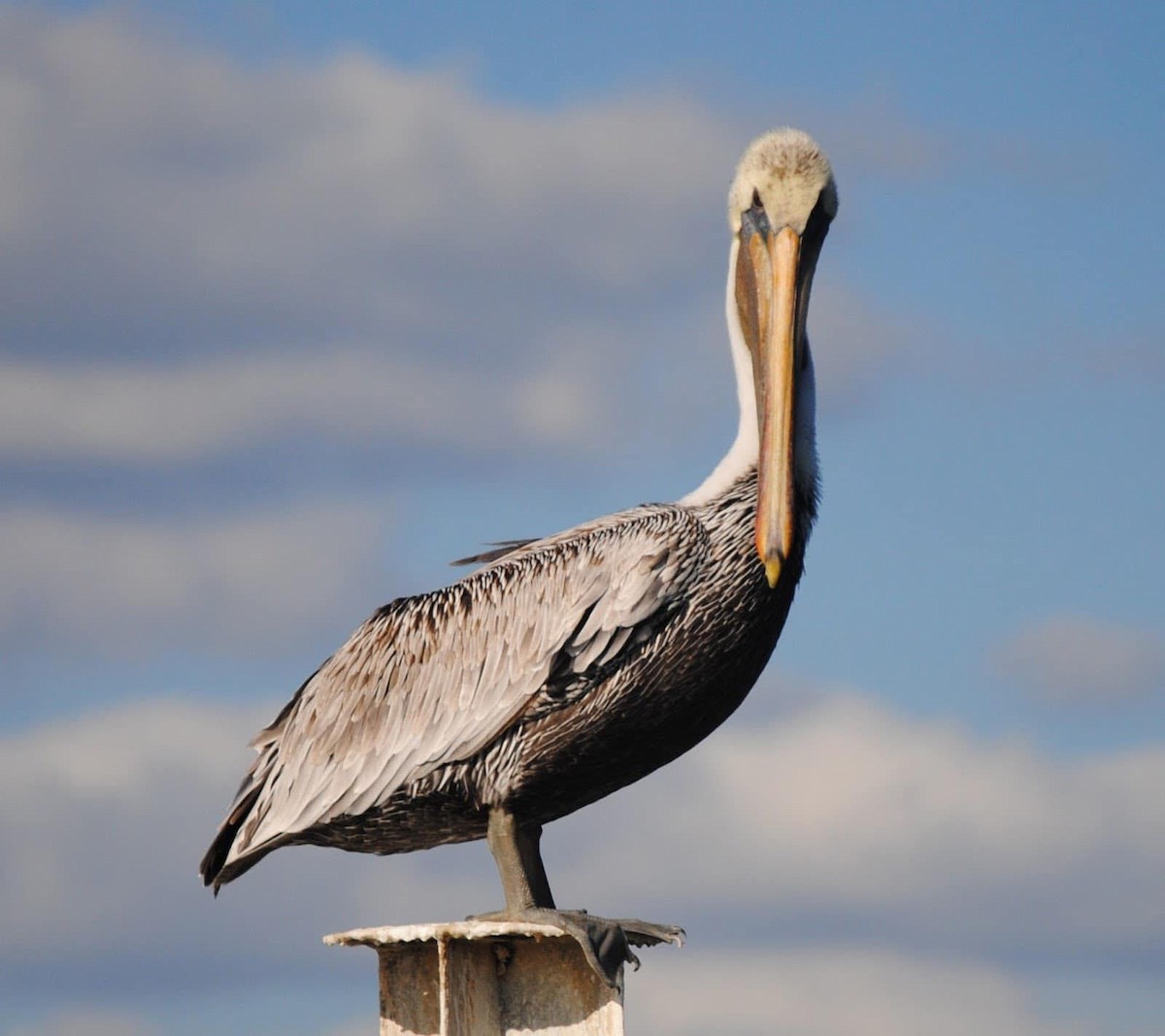 Brown Pelican - ML618760931