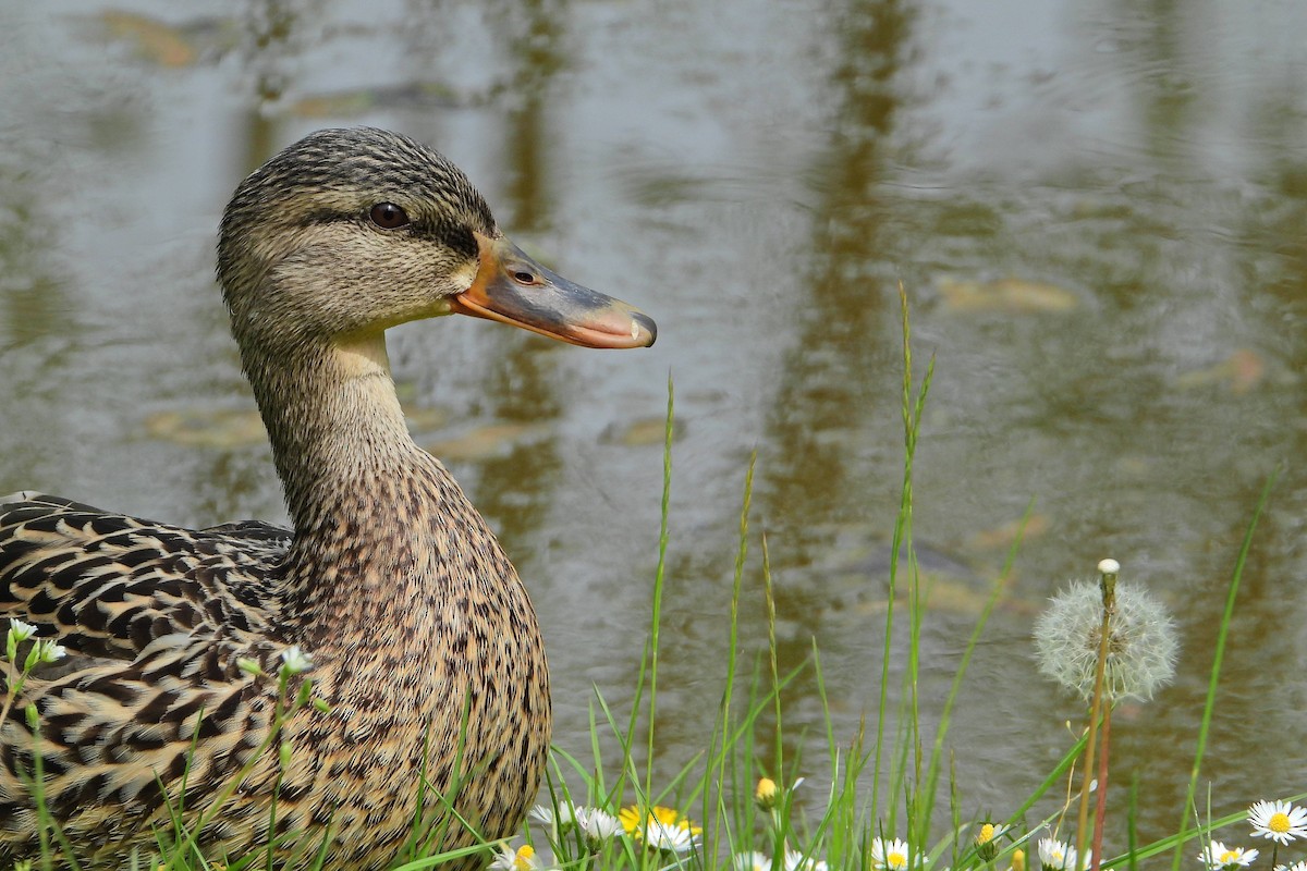 Mallard - Jana Vlková