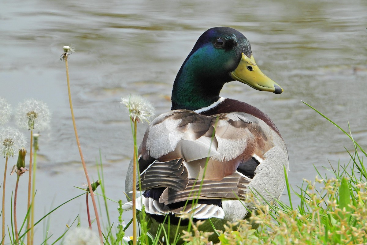 Mallard - Jana Vlková