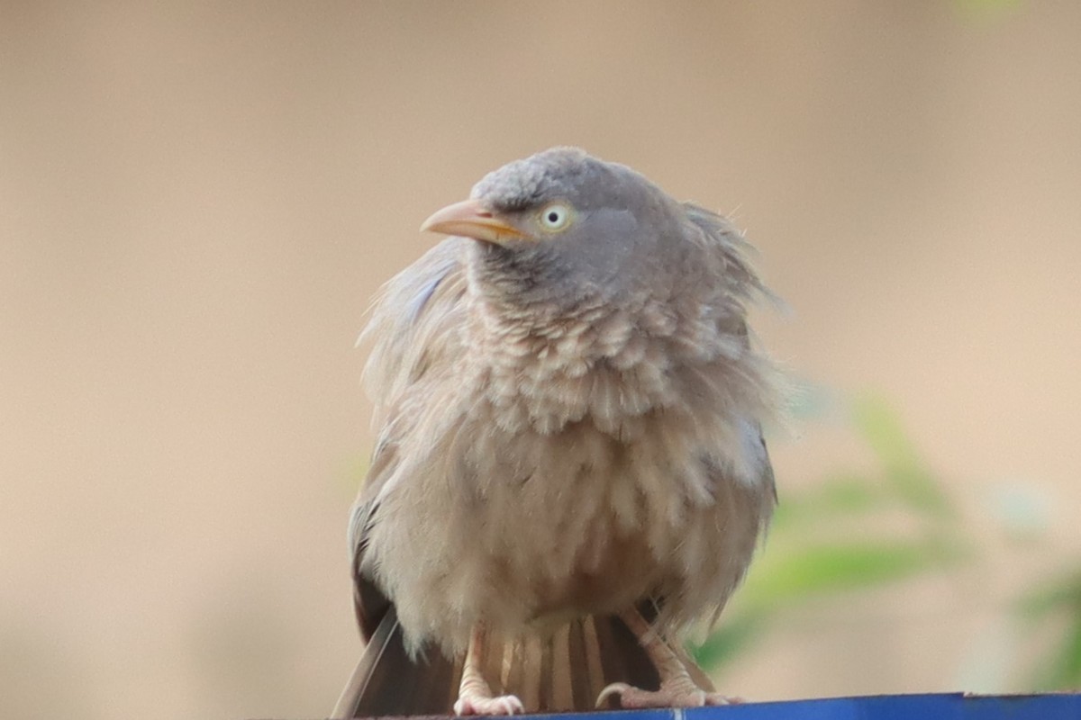 Jungle Babbler - ML618760960