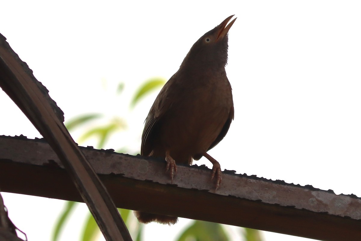 Jungle Babbler - ML618760961