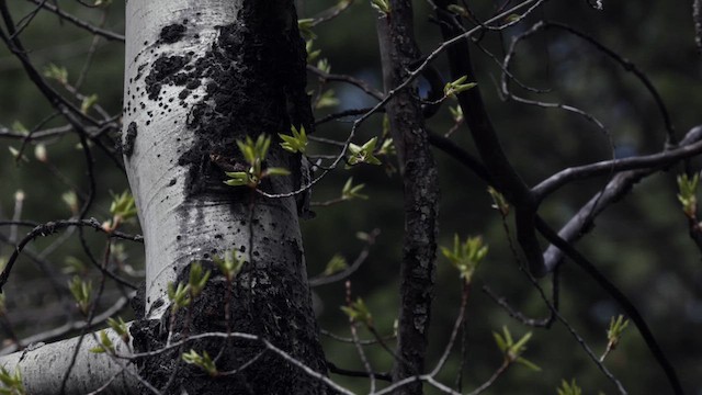 Red-naped Sapsucker - ML618760987