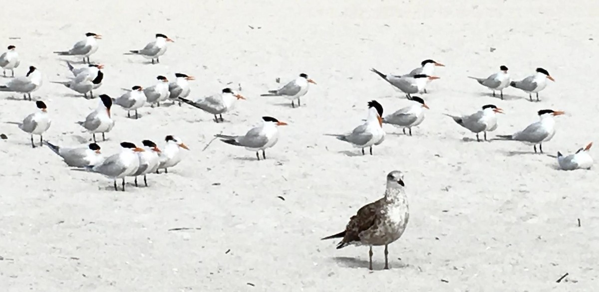 Royal Tern - ML618761054