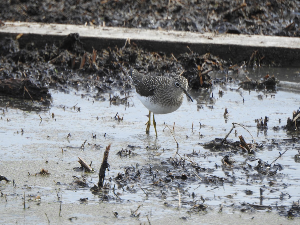 Solitary Sandpiper - ML618761062