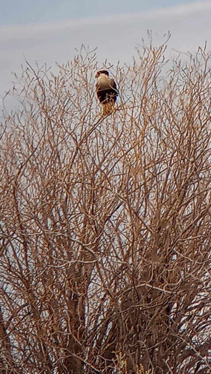 Crested Caracara - John Parker