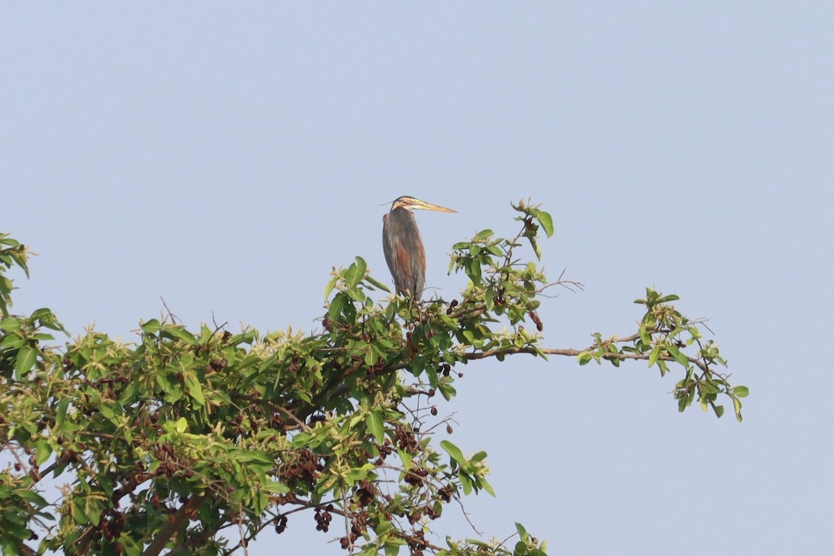 Anhinga Asiática - ML618761096