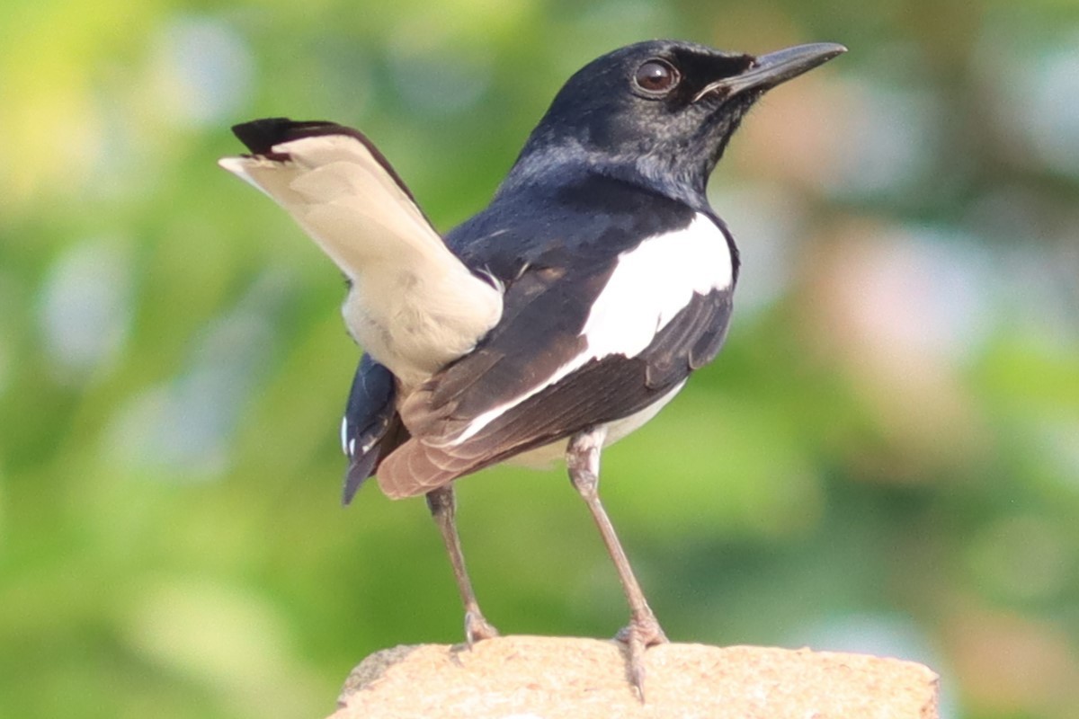 Oriental Magpie-Robin - ML618761116