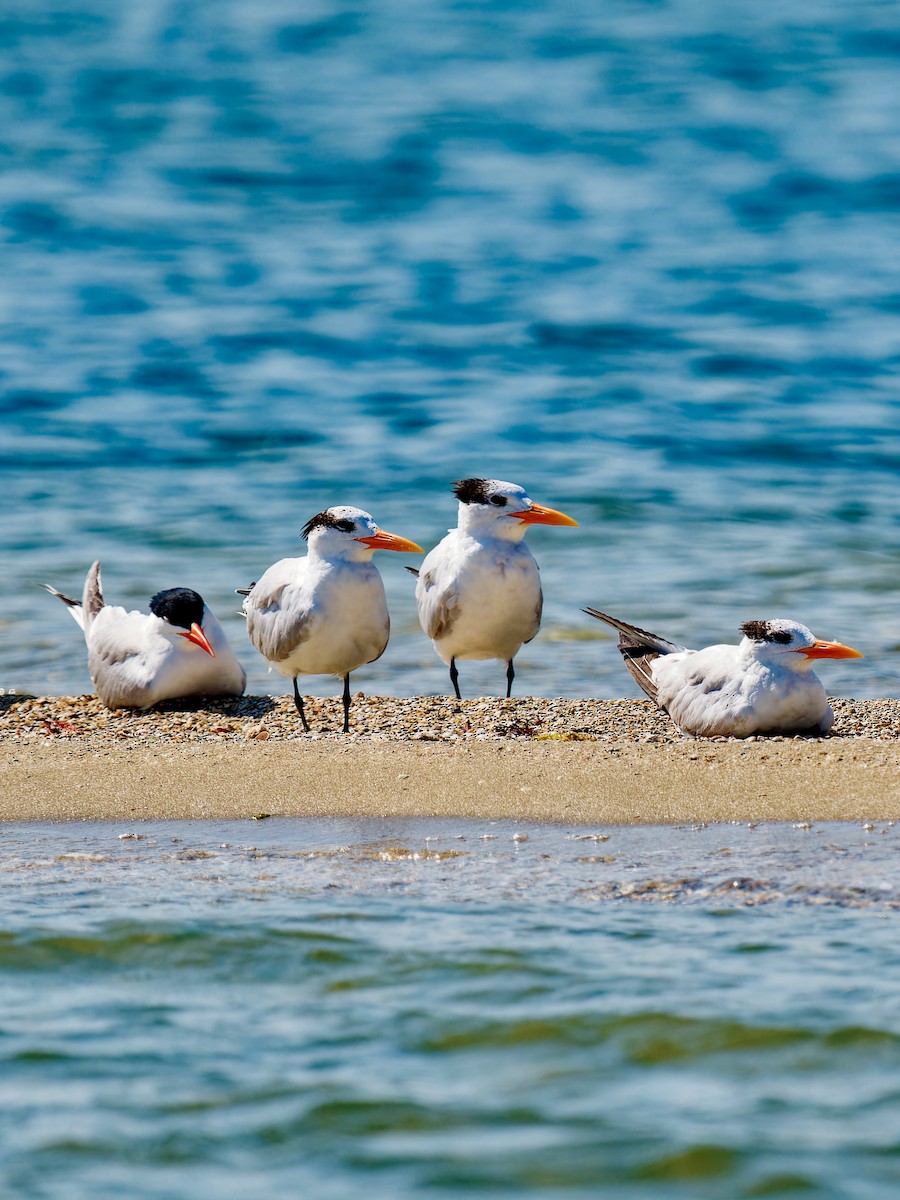 Royal Tern - ML618761121