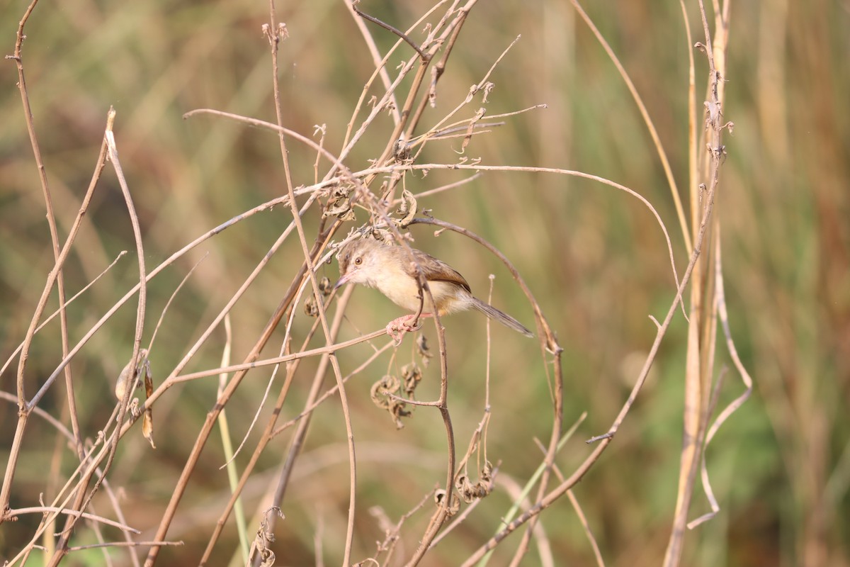 Prinia Sencilla - ML618761130