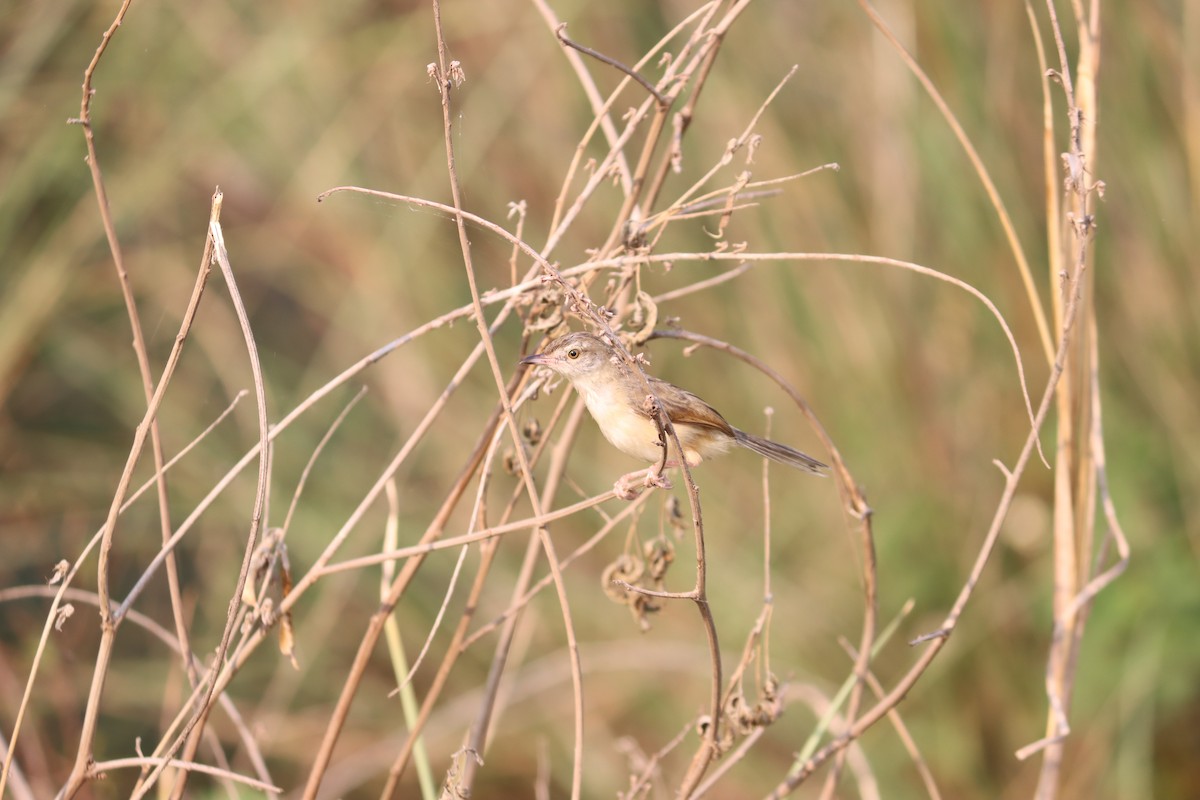 Plain Prinia - ML618761131