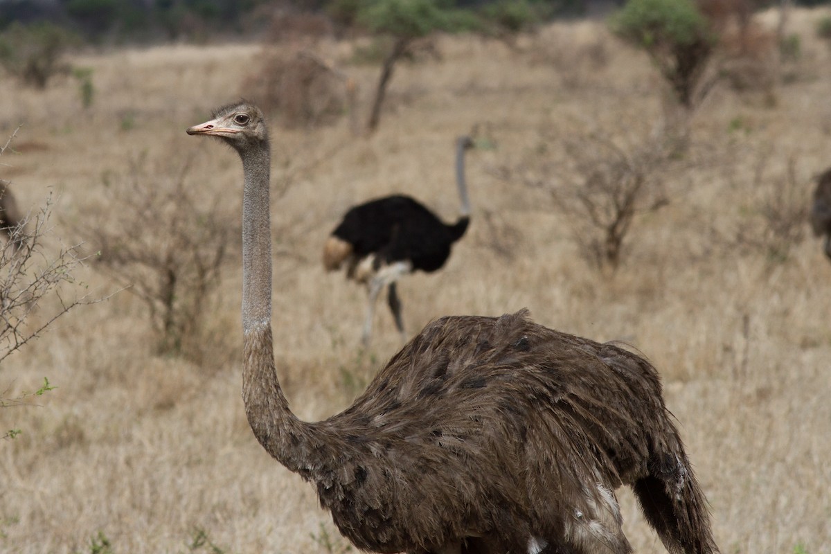 Common Ostrich - Justyn Stahl