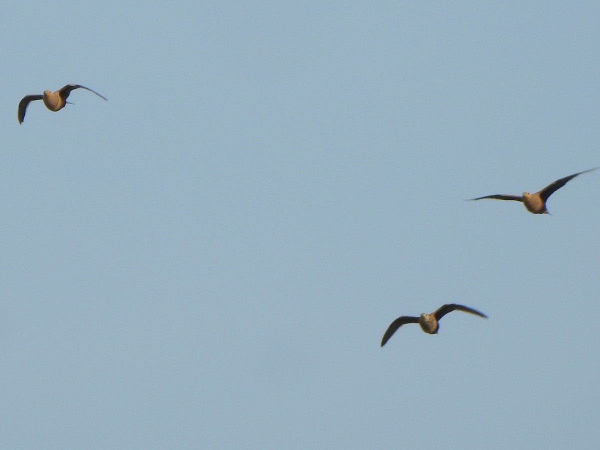 Chestnut-bellied Sandgrouse - ML618761212