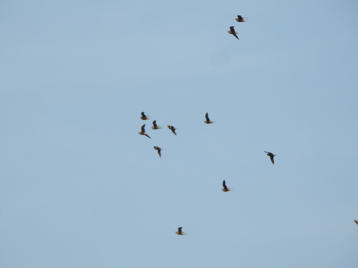 Chestnut-bellied Sandgrouse - ML618761216