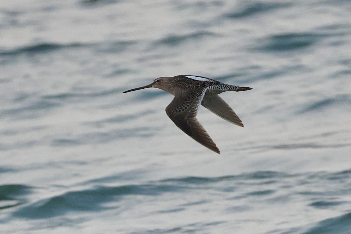 Long-billed Dowitcher - ML618761227