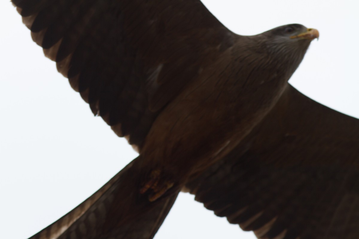 Black Kite - ML618761237