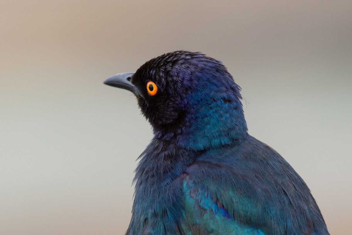 Cape Starling - ML618761262