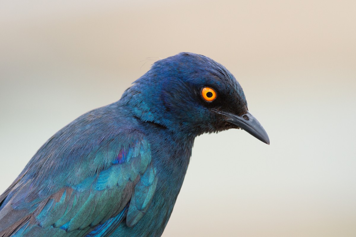 Cape Starling - ML618761263