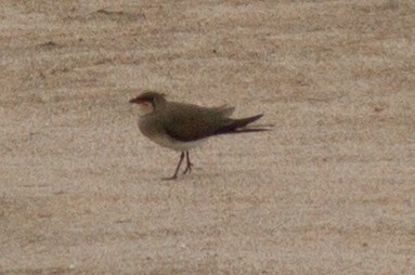 Collared Pratincole - ML618761265