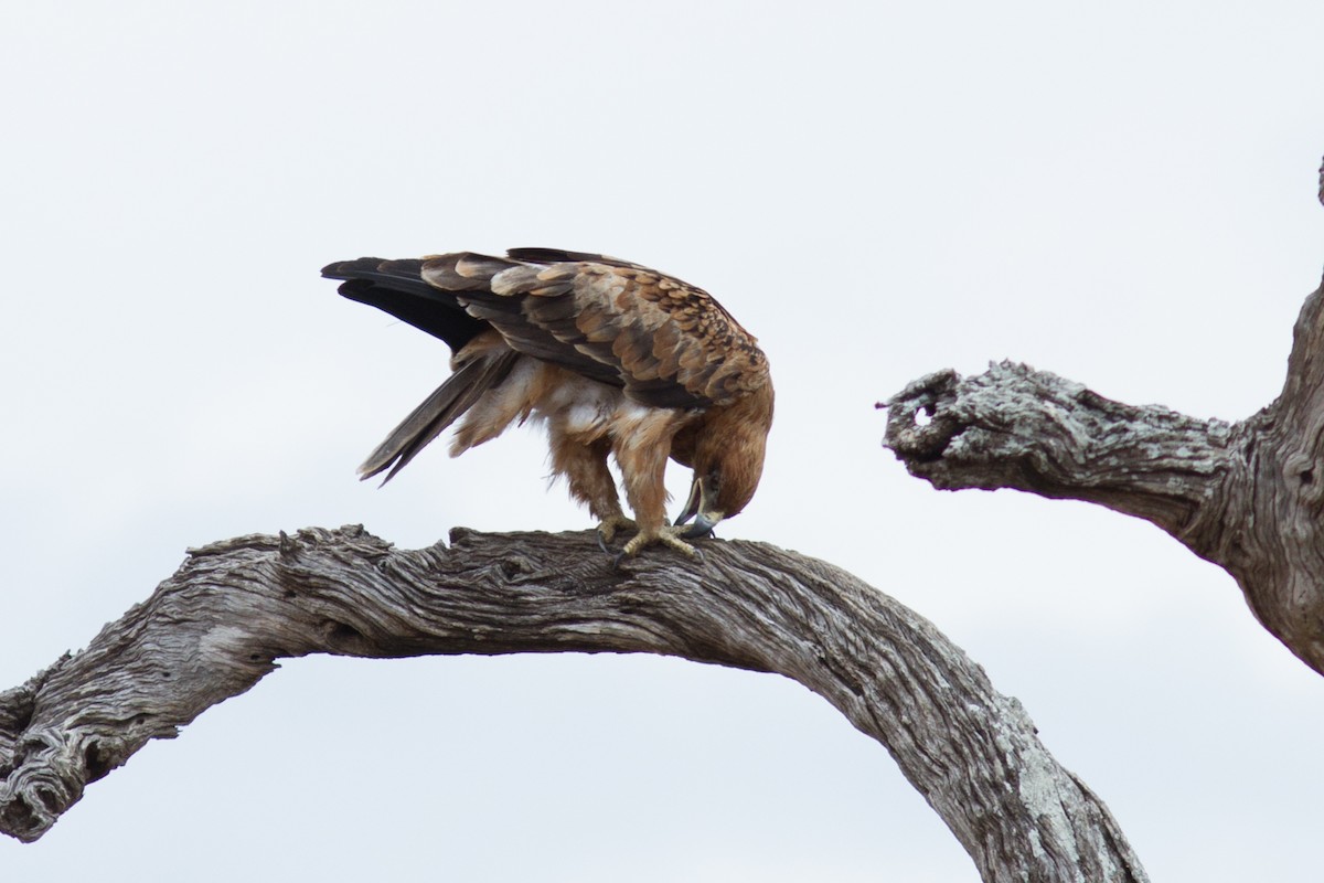 Tawny Eagle - ML618761270