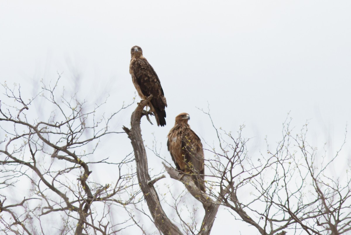 Tawny Eagle - ML618761291