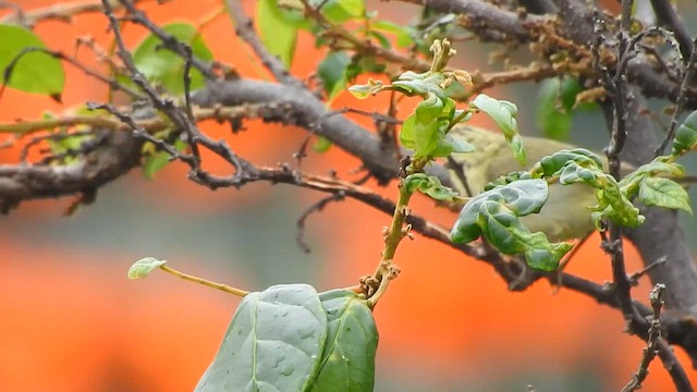 Mosquitero del Cáucaso - ML618761295