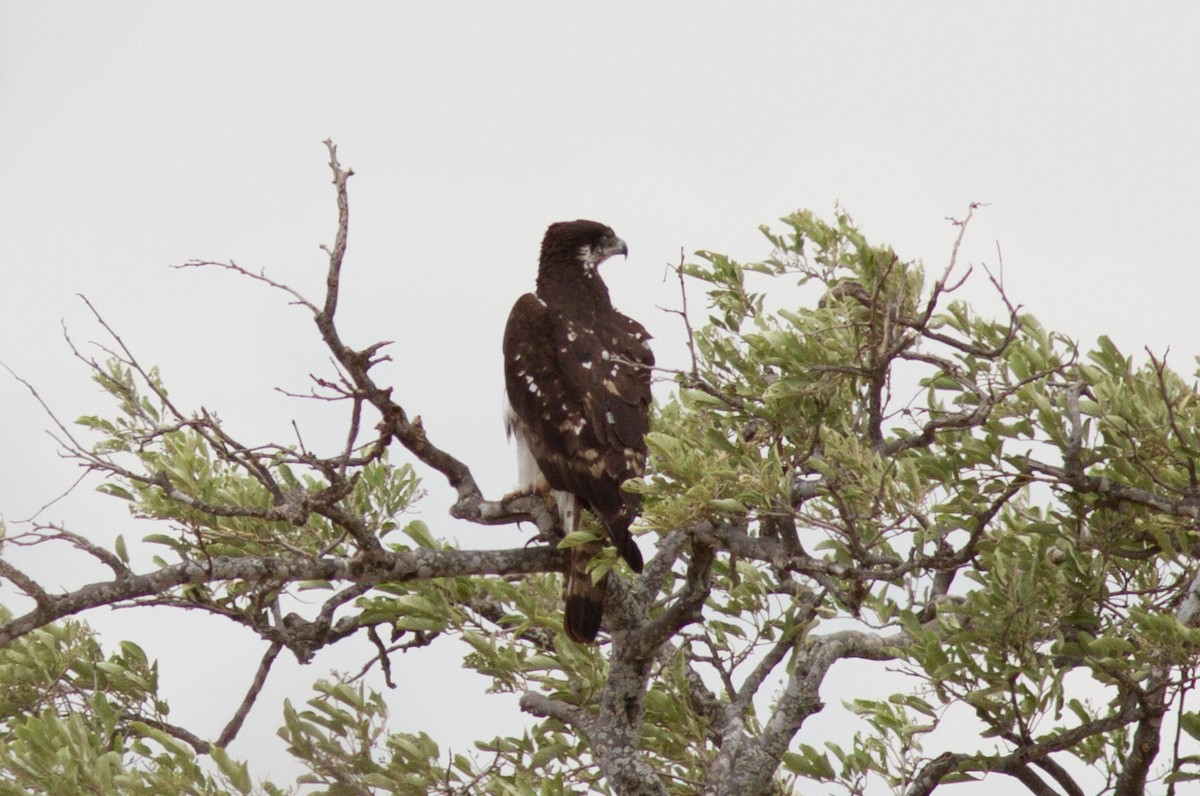 African Hawk-Eagle - ML618761297