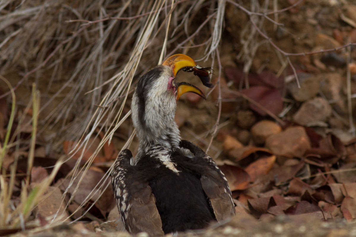 Southern Yellow-billed Hornbill - Justyn Stahl