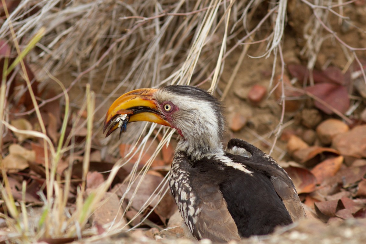 Southern Yellow-billed Hornbill - ML618761318