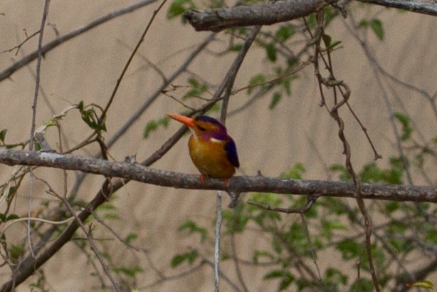 African Pygmy Kingfisher - ML618761334