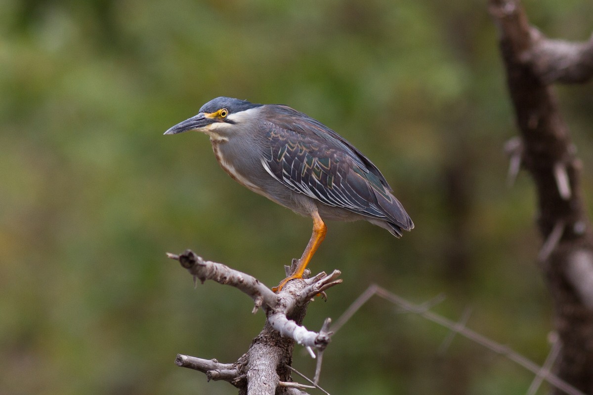 Striated Heron - ML618761342