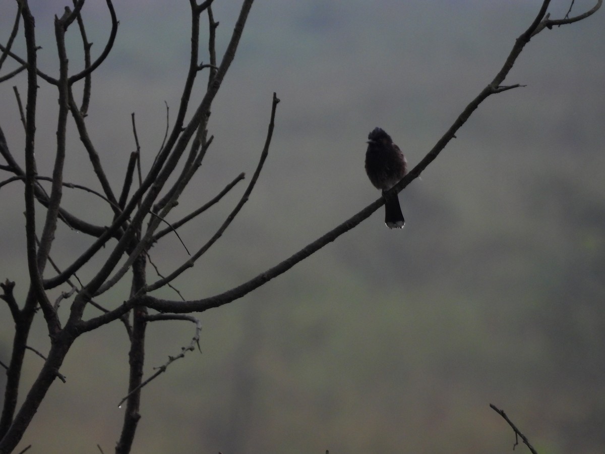 Red-vented Bulbul - Rahul Kumaresan