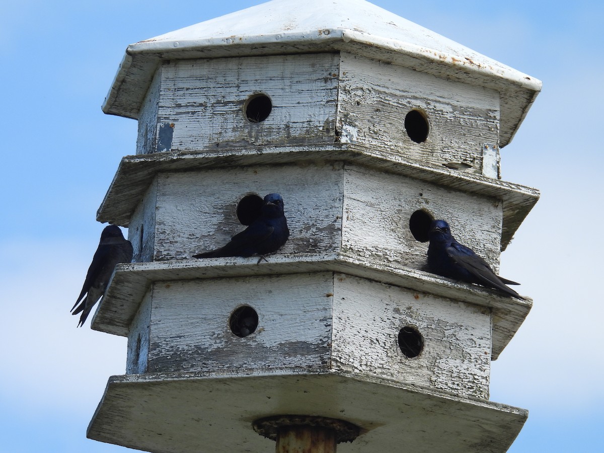 Purple Martin - Melody Walsh