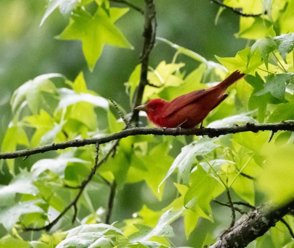 Summer Tanager - ML618761369