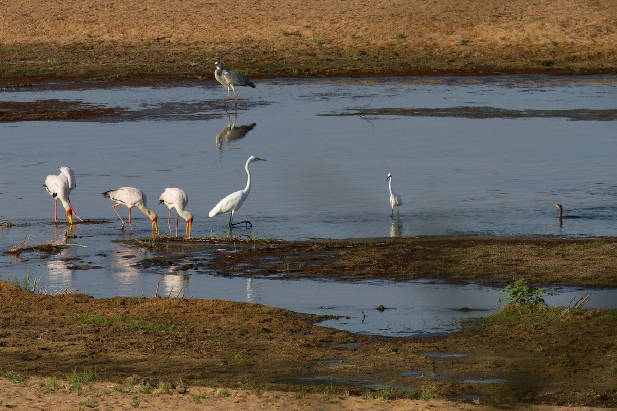 Yellow-billed Stork - ML618761370