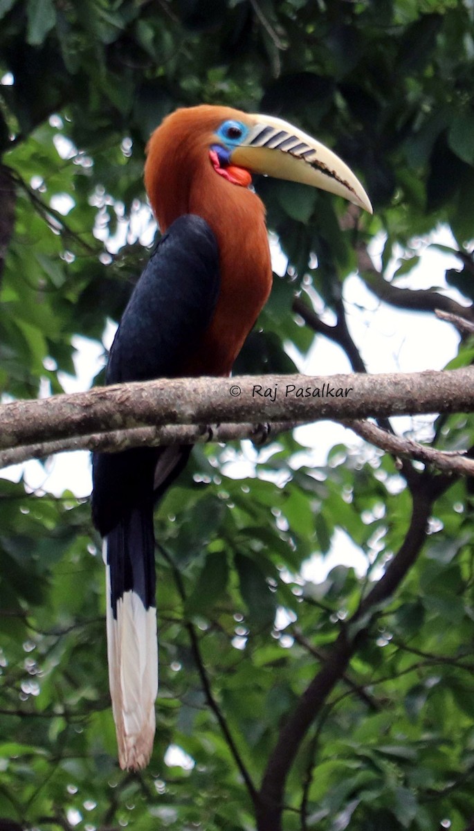 Rufous-necked Hornbill - Raju Pasalkar