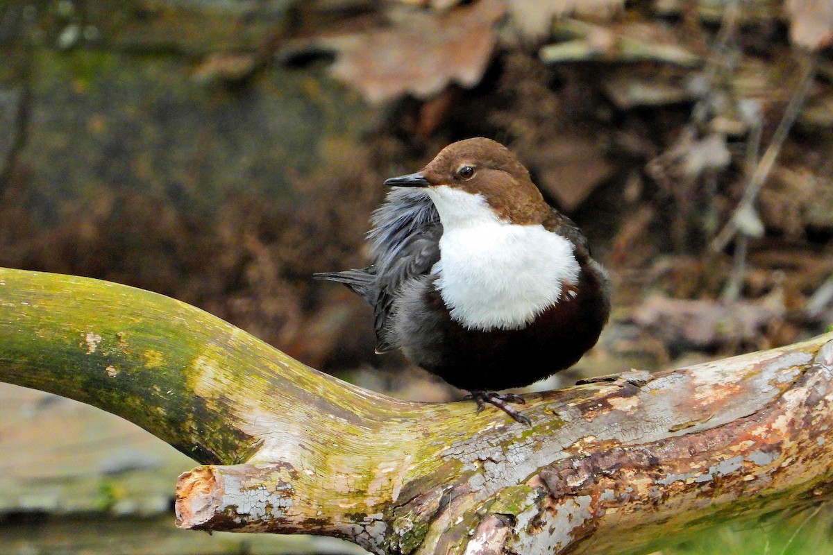 White-throated Dipper - Jana Vlková