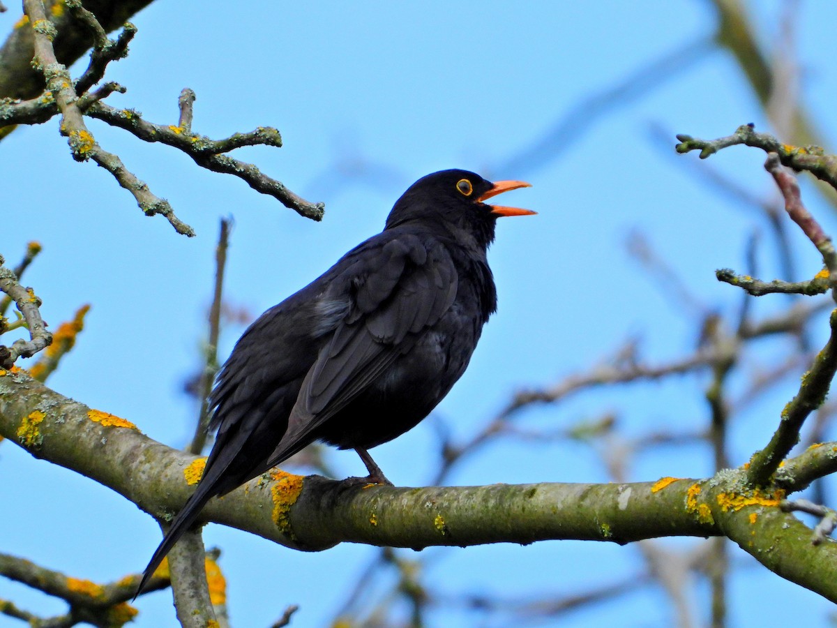 Eurasian Blackbird - Jana Vlková